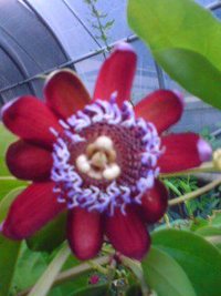 珍しい？花