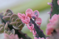 ピンクなお花たち