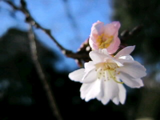 桜咲く★ブログ、リニューアルしました！