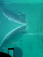 ちゅら海水族館☆