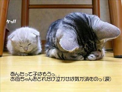 !(●´∀｀)ノ+゜*。゜お知らせ+゜。*゜+