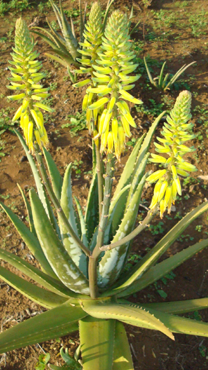 宮古島の農業活性化の為に アロエベラの花開花
