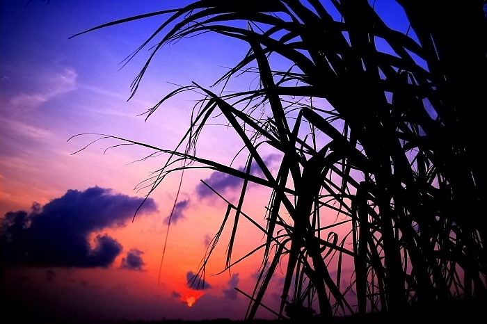 夕焼け