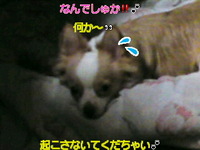 何でだよ〜ワンワン(￣○￣;)