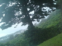 台風でこんなになっちゃった〜p(´⌒｀q) 2011/05/30 17:22:34