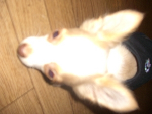 怪しいな～～～マロン！
