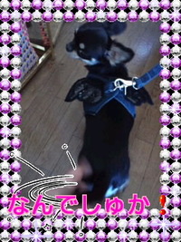 小悪魔ファッションV(^-^)Vぱなちゃん♪