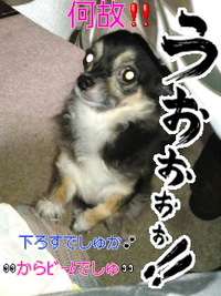 ビームでしゅ＼(☆o☆)／ 2010/09/15 19:25:56