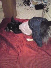 洋服嫌いだぁ〜(-_-#) 2011/01/06 17:31:30