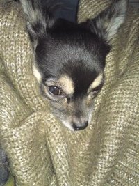 暖かいでしゅ〜(￣∀￣) 2011/01/07 01:44:33