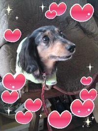 幸せになってねo(^-^)oクーちゃん(≧∇≦) 2011/02/07 16:20:03