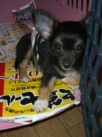 ピースやっぱり似てくるのかな？ 2010/09/18 17:00:00