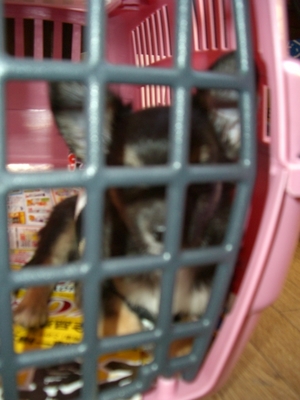 ピースやっぱり似てくるのかな？