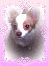 ★★ハンドメイド特集とワンコに・・・癒やされた私・・・ 2011/03/08 15:27:08