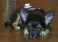 クーラーは最高(＝.＝)ねむ～・・ 2010/09/18 18:00:00