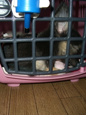 クーラーは最高(＝.＝)ねむ～・・
