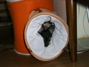 わたしゃ～猫かい？？？２００７　１０月１３日の事♪