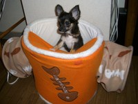 わたしゃ～猫かい？？？２００７　１０月１３日の事♪ 2010/09/18 16:28:00