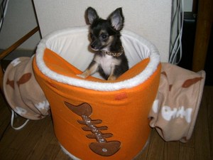 わたしゃ～猫かい？？？２００７　１０月１３日の事♪