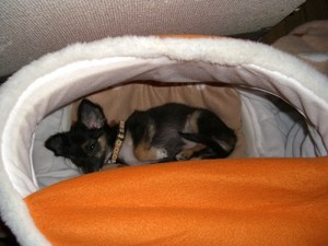 わたしゃ～猫かい？？？２００７　１０月１３日の事♪