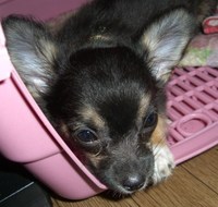 猫の手も・・イヤ犬の手も借りたい・・！ 2010/09/18 15:35:41