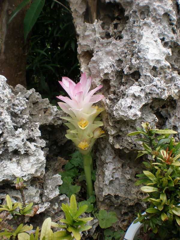 くるくまの森 春ウコンの花 くるくまの森