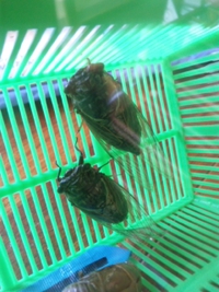 ナンダ？コレは？ 2013/07/09 22:55:56