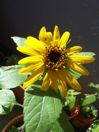 咲いた〜☆ 2013/07/11 14:56:36