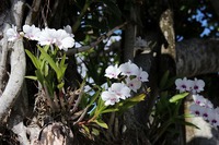 ガジュマルに植栽されたデンファレがきれいでした～♪