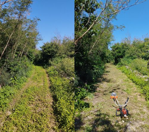 散歩道の草刈り