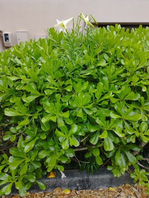 テッポウユリが花盛り