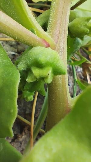 ツルナ