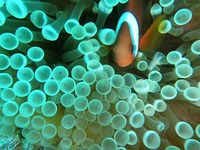 ＩＤＣ開催中 2013/12/13 21:34:37