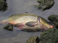 チョコットFISHING 2006/07/09 21:48:28