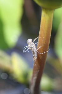 ”天を見上げる↑↑”ヤゴとホバリング中のトンボ