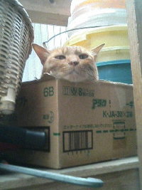 普通に！ 2010/09/02 18:30:28