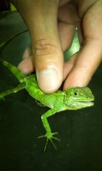 取ったど～！ 2010/06/21 00:39:46