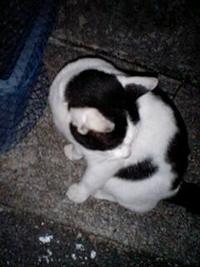 今期から烏賊デビュウー！ 2009/11/25 23:38:48