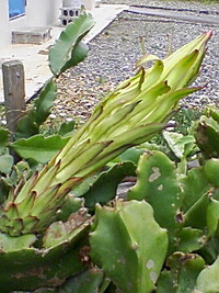 ドラゴンフルーツの花