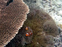 クマノミ3家族