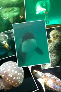  かもシー( ´ ▽ ` )ノ 2010/12/07 21:11:28