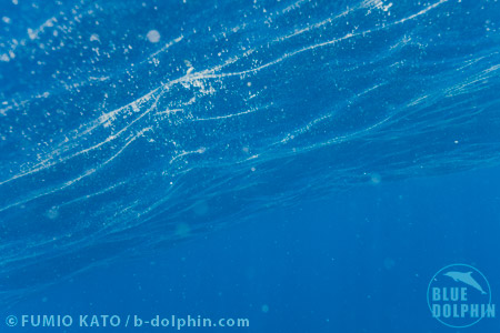 美しい浮遊物 加藤文雄 写真家 Fumio Kato