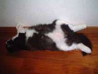 愛猫チャンイ;冷蔵庫