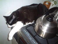 愛猫チャンイ;やっぱりオッサン