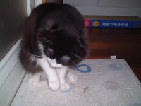 愛猫チャンイ;ヤールーゲット！