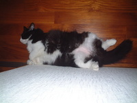 愛猫チャンイ;久しぶりのおっぴろげ 2006/11/14 17:20:49