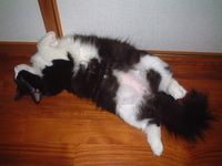 愛猫チャンイ;おっぴろげ(11/2)
