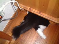 愛猫チャンイ;頭隠して？