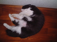 愛猫チャンイ;猫だって何かと忙しい