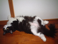 愛猫チャンイ;おっぴろげ(11/2)